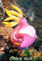 Hypselodoris apolegmo, Sanghir Island, Indonesia by Alex Wolf 